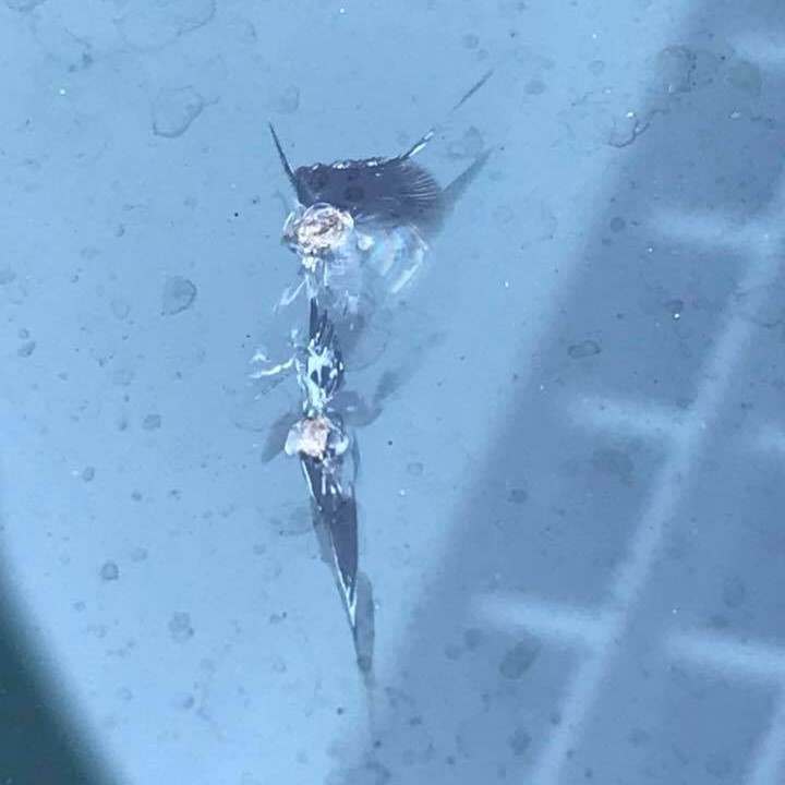 Windshield Repair